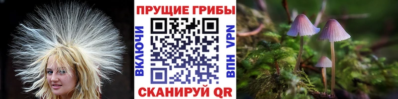Псилоцибиновые грибы мицелий  Купить  Чебоксары 